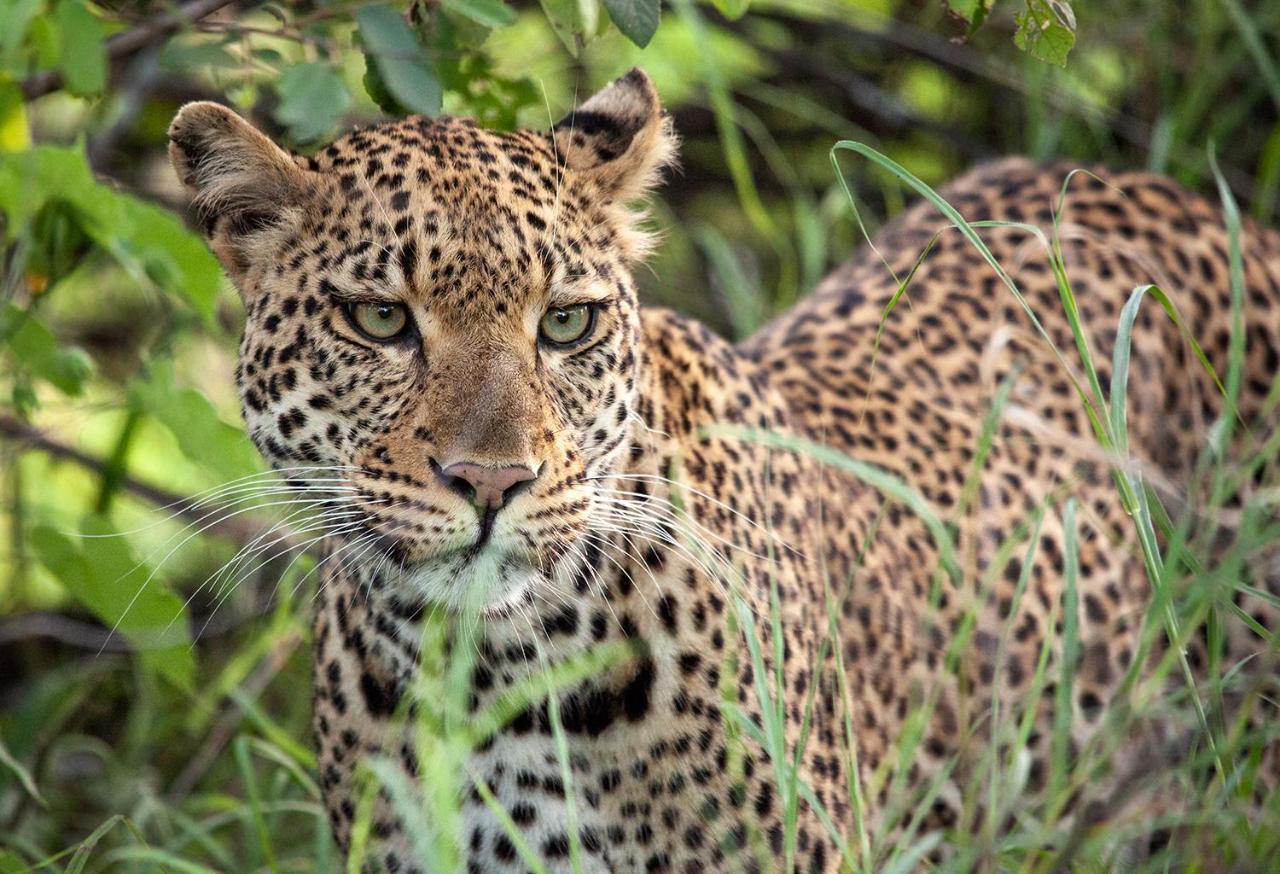 Karongwe Portfolio - Becks Safari Lodge Karongwe Game Reserve Zewnętrze zdjęcie