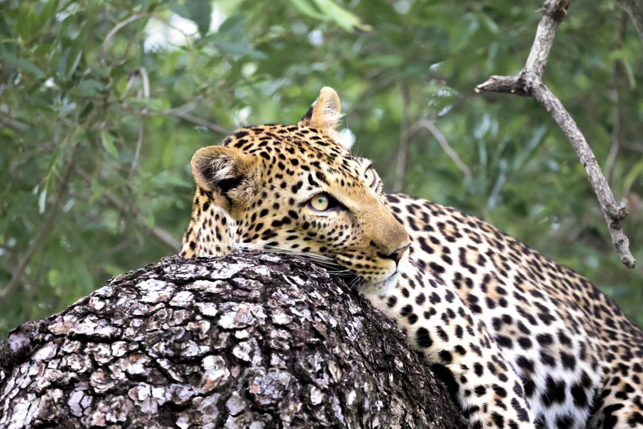 Karongwe Portfolio - Becks Safari Lodge Karongwe Game Reserve Zewnętrze zdjęcie