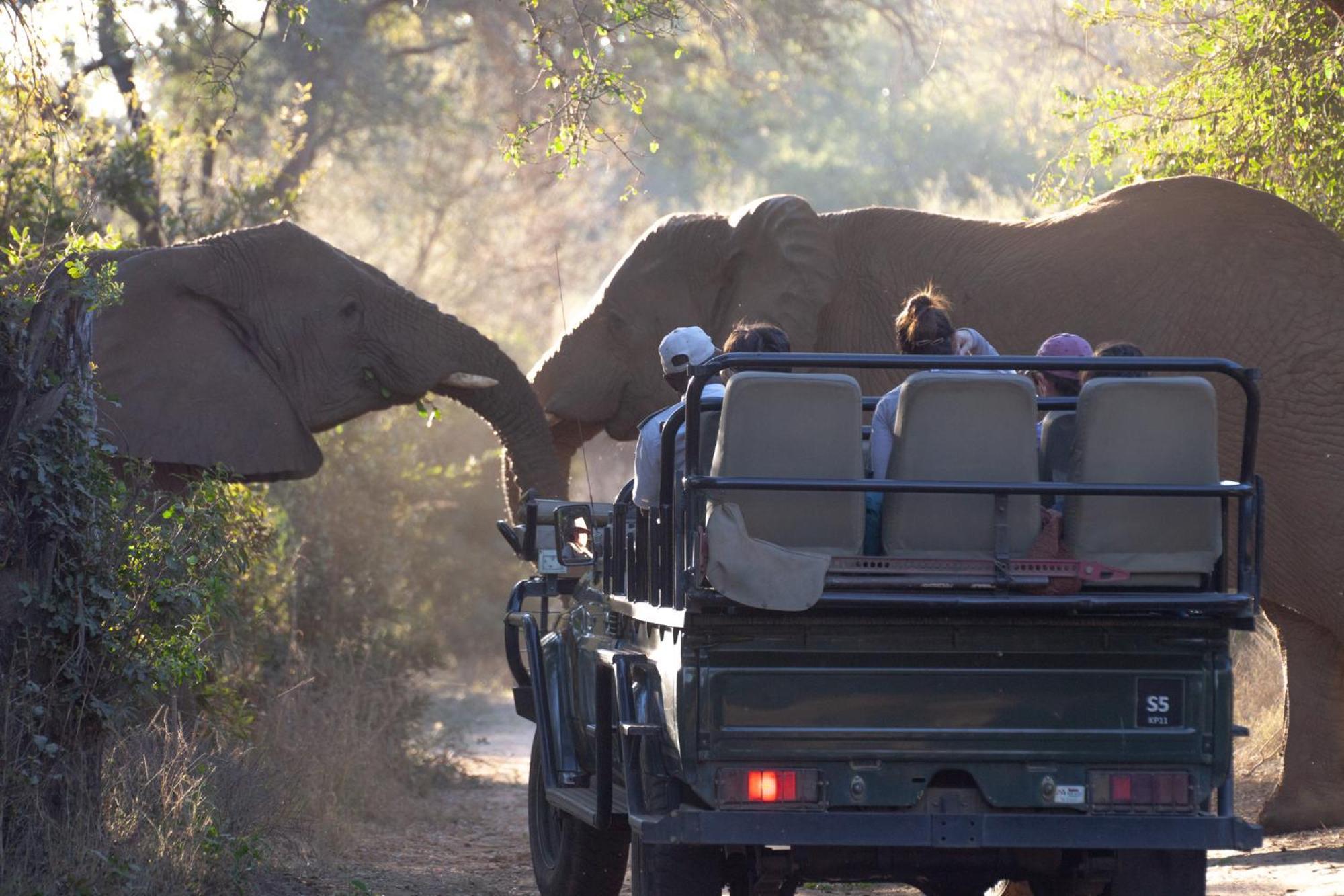 Karongwe Portfolio - Becks Safari Lodge Karongwe Game Reserve Zewnętrze zdjęcie