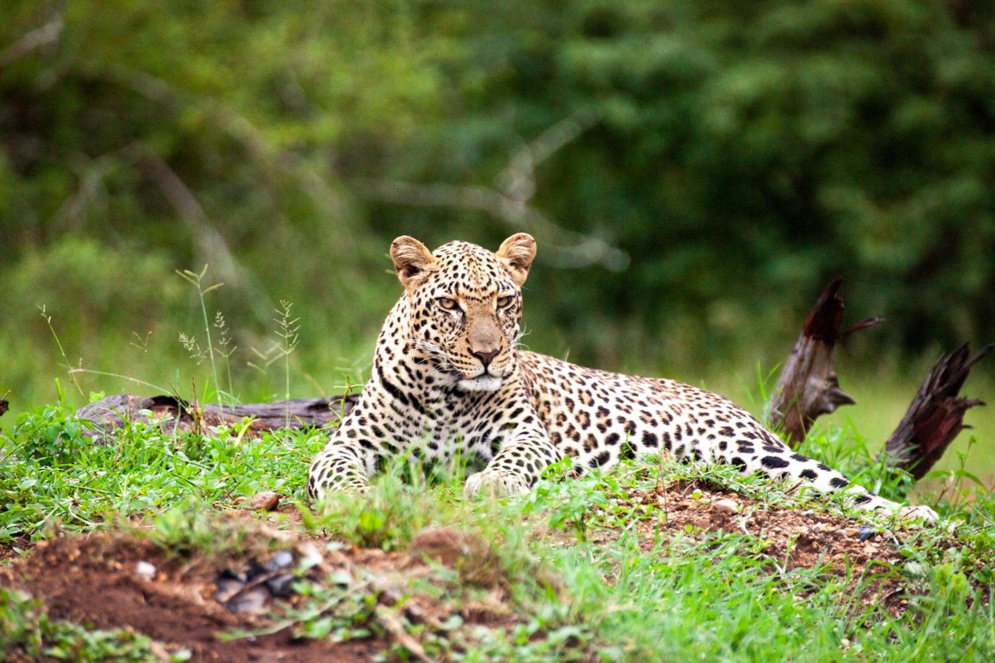 Karongwe Portfolio - Becks Safari Lodge Karongwe Game Reserve Zewnętrze zdjęcie