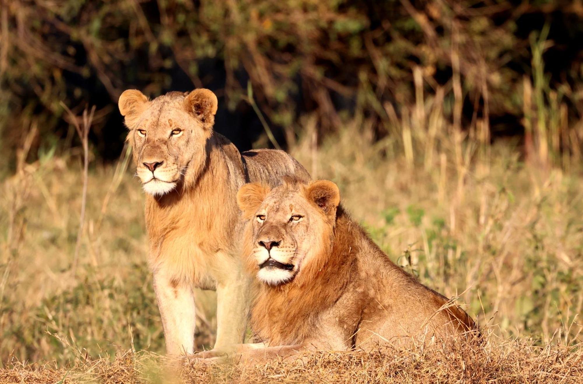 Karongwe Portfolio - Becks Safari Lodge Karongwe Game Reserve Zewnętrze zdjęcie