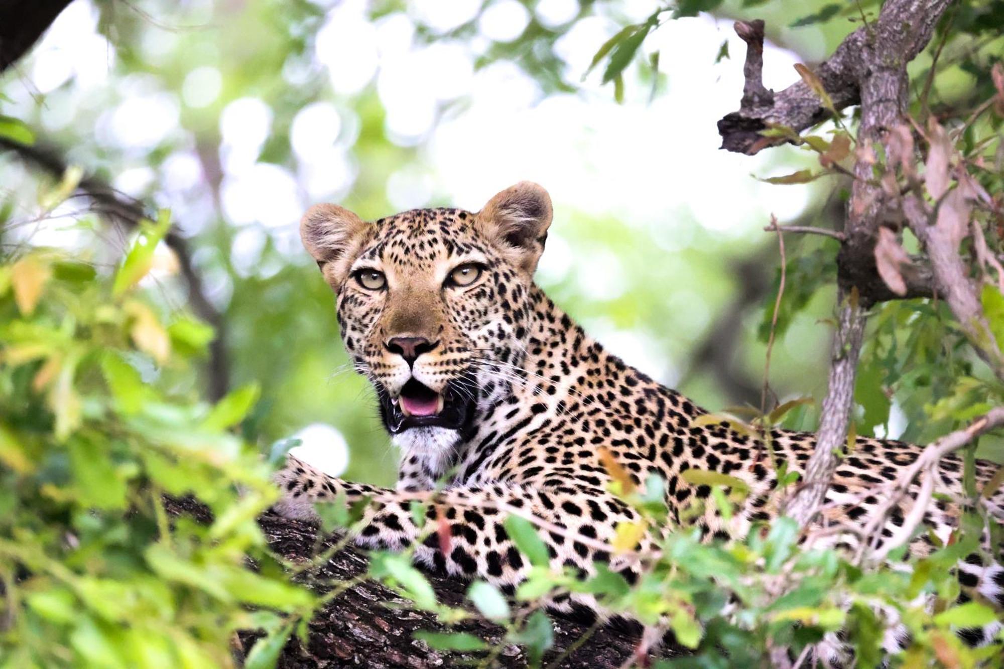 Karongwe Portfolio - Becks Safari Lodge Karongwe Game Reserve Zewnętrze zdjęcie