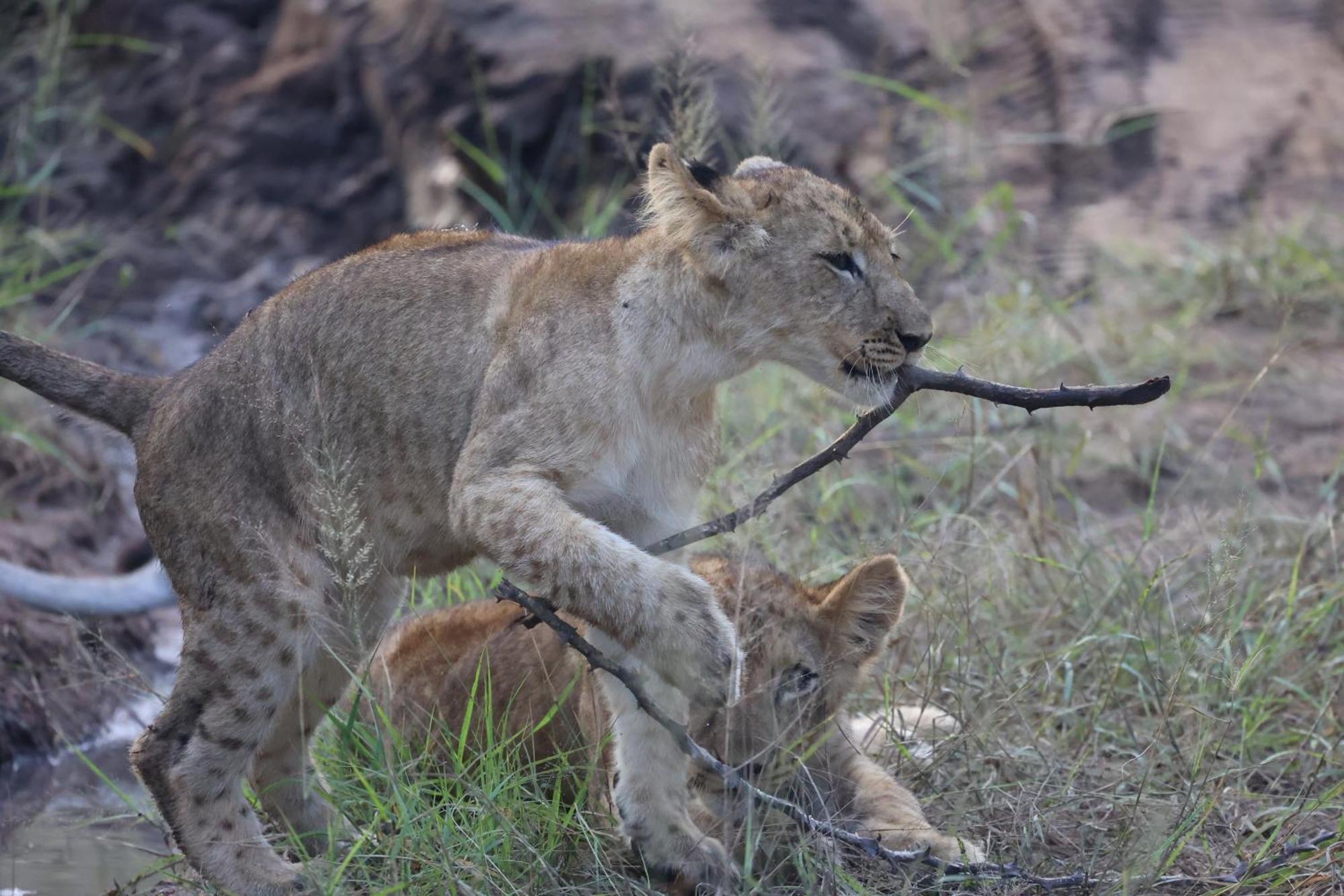 Karongwe Portfolio - Becks Safari Lodge Karongwe Game Reserve Zewnętrze zdjęcie